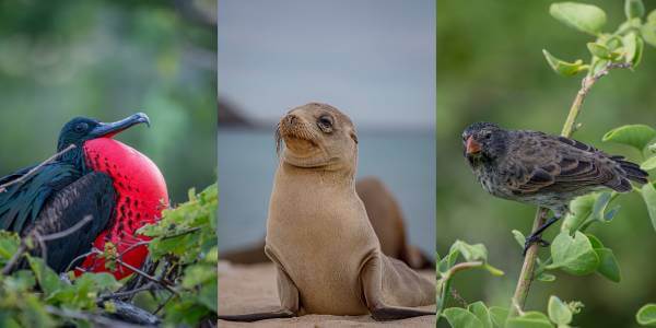 Galapagos wildlife birds, and sea lions